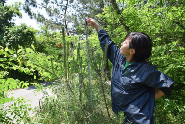 樹木の健康と「病虫害」を考える –新潟市海岸松林再生事例より 第3回–