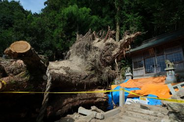 緊急調査報告～岐阜県大湫神明神社　御神木倒木の原因を考える